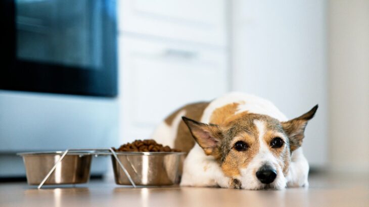 愛犬が『調子悪い』時に見せる４つのサイン　病院に連れて行くべき？注意が必要な症状を解説(ブログ)