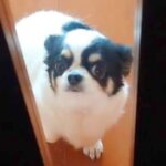 母親に電話をしたら、留守番の犬の様子を実況してくれて…まさかの『尊すぎる展開』に22万いいね「フライングしてて可愛い」「たまらん」と悶絶(ブログ)