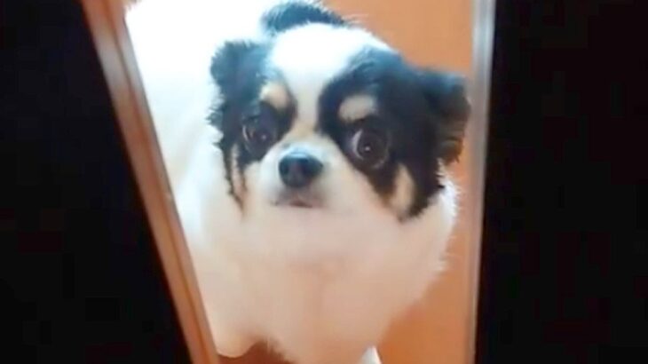 母親に電話をしたら、留守番の犬の様子を実況してくれて…まさかの『尊すぎる展開』に22万いいね「フライングしてて可愛い」「たまらん」と悶絶(ブログ)