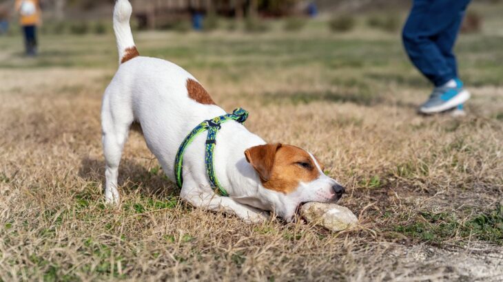 犬が散歩中に石を食べようとする7つの理由　愛犬の命を守るためにすべき誤飲対策とは(ブログ)