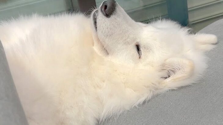 『着ぐるみかな…？』大型犬が寝ているところを撮影した結果→まるで人間のような寝相が8万再生「顔もヤバいｗ」「素敵な家族」と絶賛(ブログ)