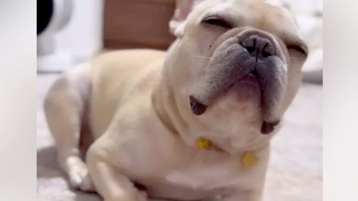 飲みで帰りが遅くなった結果、留守番をしていた犬が…まるで人間のような『独特すぎる怒り方』が40万再生「何か言いたげｗ」「可愛いすぎ」(ブログ)