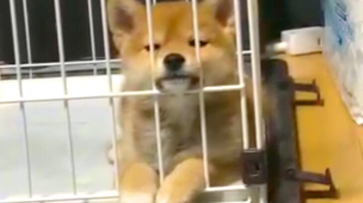 ご飯中、子犬をケージに入れていたら→4年後…成長を遂げた『衝撃の現在』が面白過ぎると話題に「エイリアンみたいｗ」「凛々しくていい」(ブログ)