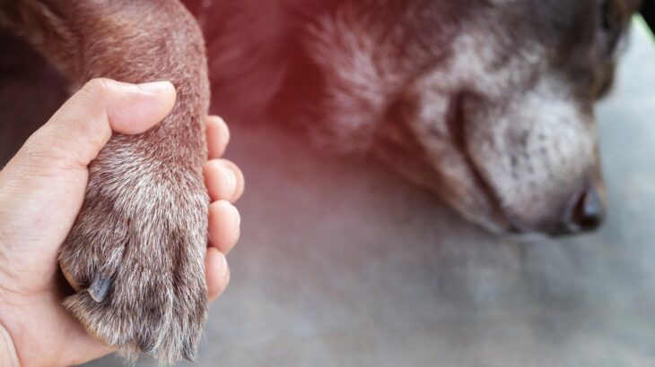 犬が『交通事故』に遭ったらどうしたらいいの？飼い主がすぐにすべき対応とは(ブログ)