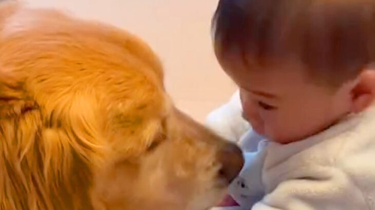 ママがお出かけの準備をしていたら、大型犬が赤ちゃんを…まるでお兄ちゃんのような『優しすぎる光景』が2万再生「最強ベビーシッター」「可愛い」(ブログ)