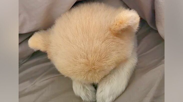 布団で寝ている犬を起こそうとした結果…『朝に弱すぎる光景』が尊いと240万再生「気持ちわかるｗ」「人間と一緒」「白クマみたいで可愛すぎ」(ブログ)