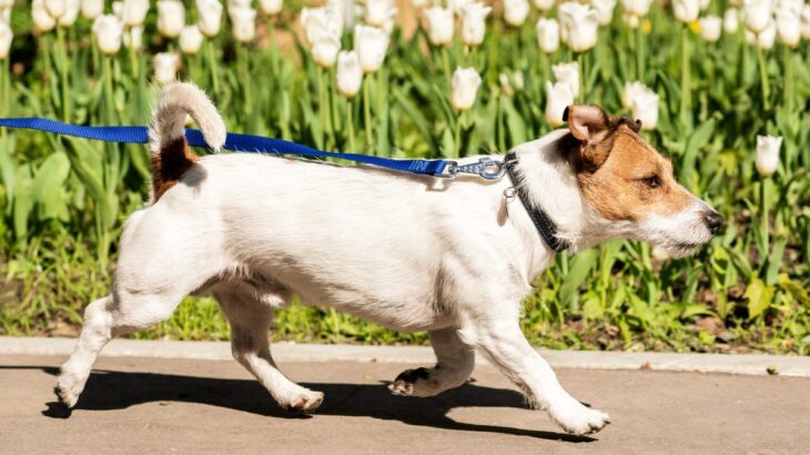 犬が絶対食べてはいけない『春の植物』5選　誤食してしまった時の危険な状態とは？(ブログ)