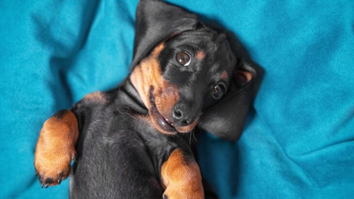 犬の体勢から読み取れる心理4つ　姿勢ごとに異なる理由や愛犬が感じている気持ちを解説(ブログ)