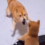 お布団が大好きすぎる犬→子犬が乗ろうとした結果…絶対に守り抜こうと『ブチギレまくる光景』が29万再生「必死すぎて草」「守護神ｗ」と爆笑(ブログ)