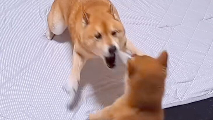 お布団が大好きすぎる犬→子犬が乗ろうとした結果…絶対に守り抜こうと『ブチギレまくる光景』が29万再生「必死すぎて草」「守護神ｗ」と爆笑(ブログ)