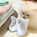 洗濯物をたたみ始めたら、遊びたがっている子犬が…『無邪気に邪魔をしてくる姿』に悶絶の声「イタズラされても許せちゃう」「楽しそう」(ブログ)
