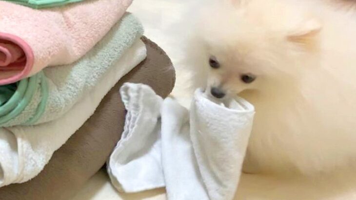 洗濯物をたたみ始めたら、遊びたがっている子犬が…『無邪気に邪魔をしてくる姿』に悶絶の声「イタズラされても許せちゃう」「楽しそう」(ブログ)