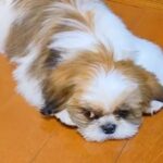 ベッドをボロボロにする犬を叱ったら、別のワンコが…怒るに怒れない『まさかの行動』が7万再生「優しい世界」「うるうるおめめ過ぎる」(ブログ)