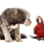 犬と同時に飼うべきではないペット４選　相性が悪いとされるのはなぜ？お互いに悪影響を及ぼす可能性も…(ブログ)