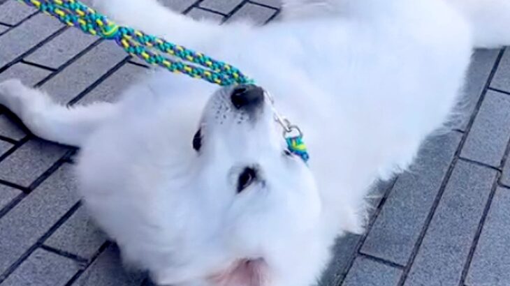 散歩拒否をしていた赤ちゃん犬が、約4年後…超大型犬に成長しても変わらない『想像以上の光景』が6万再生「後ろ姿最高」「子泣き爺ｗ」と爆笑(ブログ)