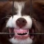 『世界一賢い犬種を飼うことの大変さ…』子犬期→現在までの葛藤と苦難を乗り越えた光景が62万再生「頭がいいからこそ大変」「凄い」と称賛(ブログ)