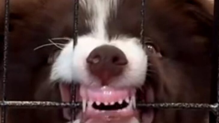 『世界一賢い犬種を飼うことの大変さ…』子犬期→現在までの葛藤と苦難を乗り越えた光景が62万再生「頭がいいからこそ大変」「凄い」と称賛(ブログ)