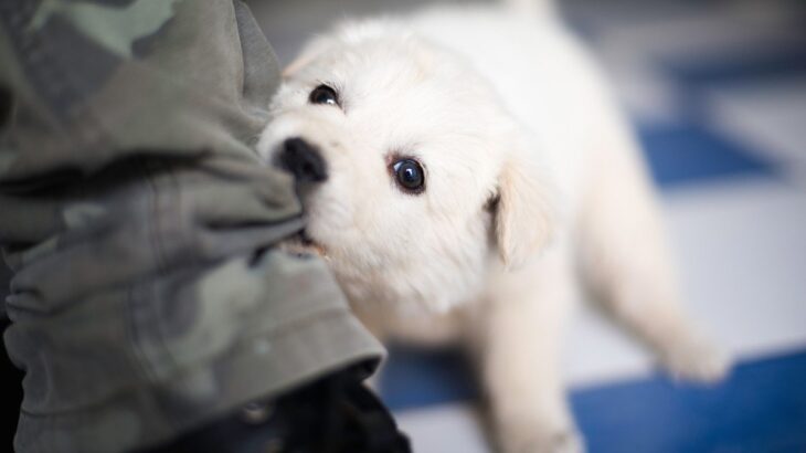 犬が飼い主をからかう時にみせる仕草３つ　なぜからかってくるの？考えられる心理や対処法とは(ブログ)