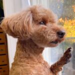 家にきた配達員さんが帰ったら、犬が窓の外を…哀愁ただよう『切なすぎる表情』が24万再生「可愛い…」「窓に添えている左手がいい」と絶賛(ブログ)