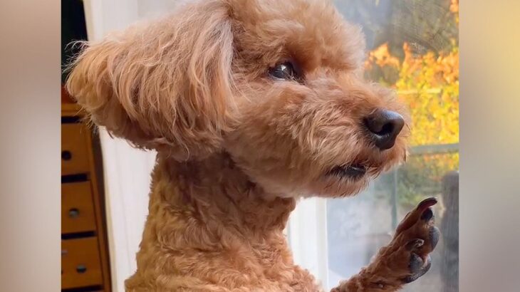 家にきた配達員さんが帰ったら、犬が窓の外を…哀愁ただよう『切なすぎる表情』が24万再生「可愛い…」「窓に添えている左手がいい」と絶賛(ブログ)