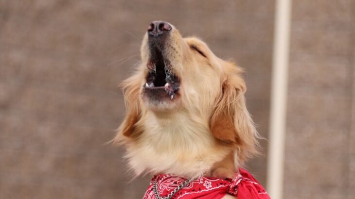 犬が『痛がっているときの鳴き方』4選　苦しむ愛犬にいち早く気付くためにすべきこととは？(ブログ)