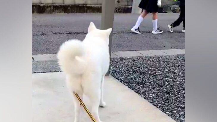 小学生の女の子を見送る大型犬→しっぽを見ると…思った以上に『感情が分かりやすい光景』に25万いいね集まる「しょんぼり」「哀愁漂ってるｗ」(ブログ)