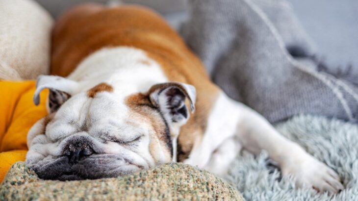 犬の『超危険ないびき』特徴4選　注意すべき状態の見分け方や病院へ行くべき症状まで(ブログ)