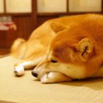 犬が『関わりたくない人』にみせるサイン5選　飼い主のことを避けている時にする行動とは？(ブログ)