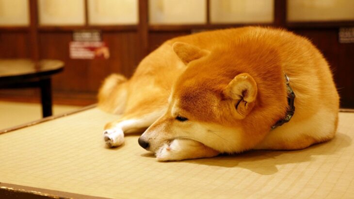 犬が『関わりたくない人』にみせるサイン5選　飼い主のことを避けている時にする行動とは？(ブログ)