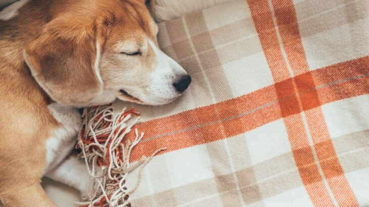 犬の『睡眠不足』サイン5選　不眠の原因や眠れていないときの症状とは？(ブログ)