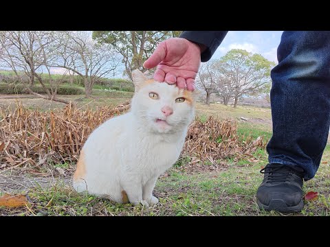 出張中の茶シロ猫がキジトラ猫と遭遇してプンプン怒りながら帰る(YouTube)