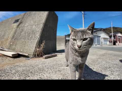 【今週のボツ動画】福岡県の猫島・公園で今週撮った未公開猫動画まとめて公開-unreleased video of this week-2025/3/1w(YouTube)