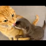 遊び疲れたカワウソがとろけていく様子 An otter melting down after getting tired of playing(YouTube)