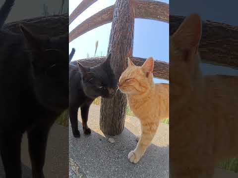 仲良しの黒猫と茶トラ猫が鼻キスで挨拶する #猫 #ネコ #cat(YouTube)