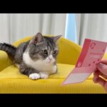 もち様の腎結石手術について重大な問題が発覚しました。(YouTube)