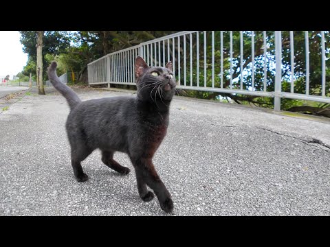 道路脇にいた黒猫ちゃんがかわい過ぎる(YouTube)