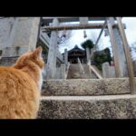猫島の港近くの神社に行くと喜んで階段を駆け上がる猫たちがいて愉しい(YouTube)