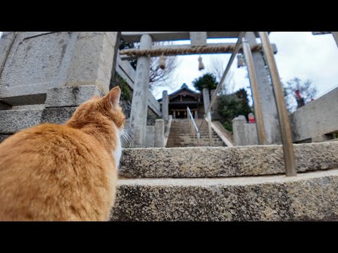 猫島の港近くの神社に行くと喜んで階段を駆け上がる猫たちがいて愉しい(YouTube)