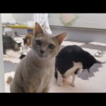 ベランダで猫カフェごっこ、終わるのがイヤで駄々っ子になる猫(YouTube)