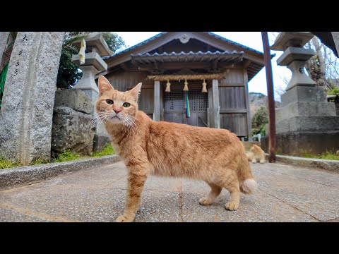 猫島から帰る前にもう一度神社に行くと近くの猫たちがまた来てくれた(YouTube)