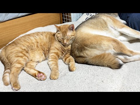 不器用柴犬にいっぱい甘えた猫は妹猫たちをいっぱい甘えさせてあげています(YouTube)