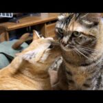 お家に来て18ヶ月の姉妹猫、性格は真逆だけどそれぞれ自然体で家族と仲良く過ごしています(YouTube)