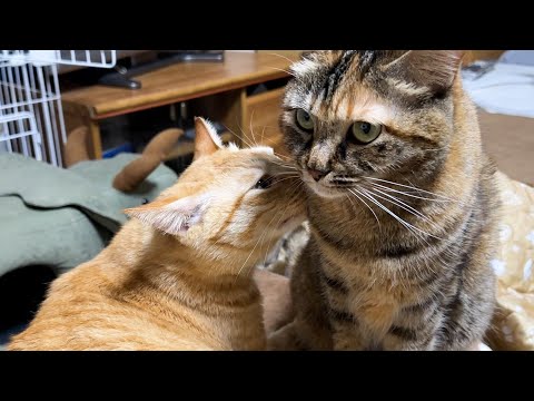 お家に来て18ヶ月の姉妹猫、性格は真逆だけどそれぞれ自然体で家族と仲良く過ごしています(YouTube)