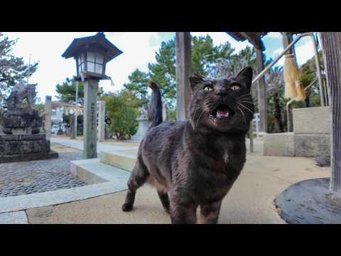 神社の黒猫ちゃん、参拝者を自分のお気に入りの場所に誘導して撫でさせる(YouTube)