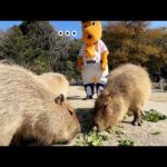 【傑作】カンガルー？が脱走したのでついでに園内を一緒に回ってみたら全く相手にされなくて辛すぎた1日www(YouTube)