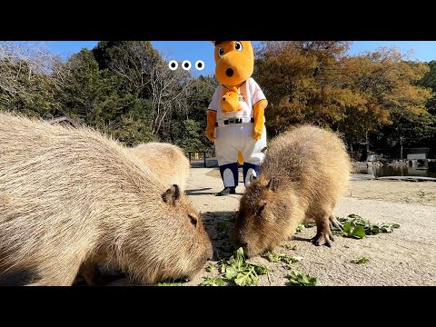 【傑作】カンガルー？が脱走したのでついでに園内を一緒に回ってみたら全く相手にされなくて辛すぎた1日www(YouTube)