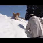 除雪されてない雪道で奮闘する柴犬！予期せぬアクシデントが発生！？(YouTube)