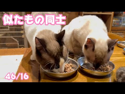似たもの同士   2025 03 13 1(YouTube)