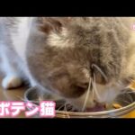 サボテン猫だよ トト   2025 03 22 2(YouTube)