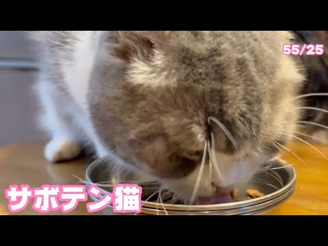 サボテン猫だよ トト   2025 03 22 2(YouTube)